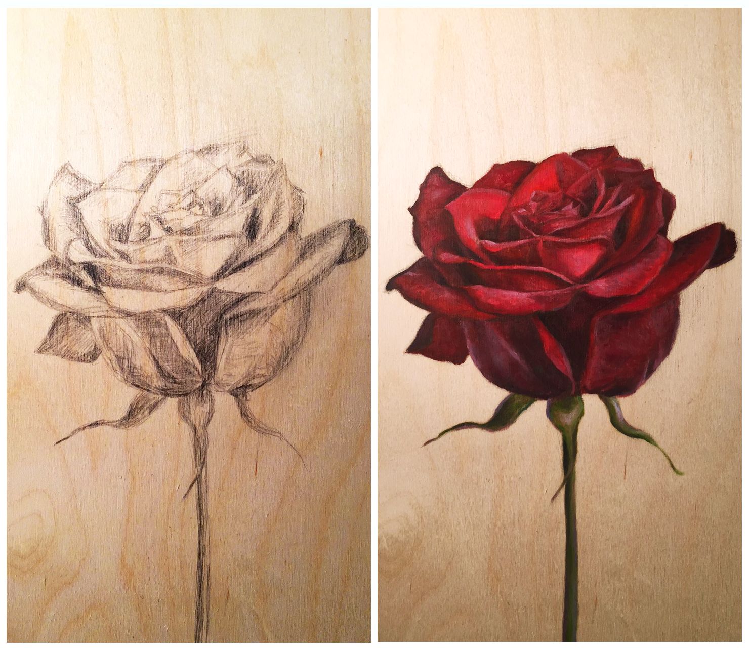 Painting a Rose Underdrawing and Oil Painting on wood panel Steemit